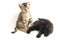 Beautiful domestic small brown gray cat and black cat playing isolated on a white