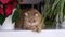 A beautiful domestic striped adult cat lies and sleeps on the windowsill