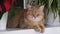 A beautiful domestic striped adult cat lies and sleeps on the windowsill