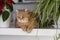 A beautiful domestic striped adult cat lies and sleeps on the windowsill