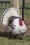 Beautiful domestic turkey bird with red head. wire mesh in the background on fresh green meadow. In full body