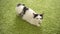 Beautiful domestic white cat with black spots during estrus against the background of green carpet, mating season
