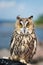 Beautiful domestication owl, wild owl, night owl