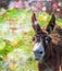 Beautiful donkey on sunny day. Close-up.