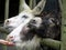 beautiful donkeys are eating food