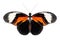 Beautiful Doris Longwing or Double-banded Postman butterfly isolated on a white background with clipping path