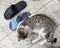 A beautiful dotted cat with a round body is lying next to two blue sandals