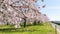 Beautiful  Double cherry blossoms or pink  sakura flowers blooming Yae-zakura  in Japan