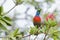 Beautiful double collard sunbird looking around on the branch of a bottle brush tree