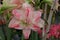 Beautiful double flower, pink hippeastrum.