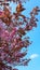 Beautiful double ornamental cherry blossom in a garden in Northern England in Europe