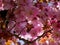 Beautiful double ornamental cherry blossom in a garden in Northern England in Europe