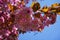 Beautiful double ornamental cherry blossom in a garden in Northern England in Europe