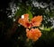 Beautiful Double Peach Hibiscus Flower