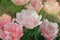 Beautiful double pink tulip. Pink early flowering double tulip