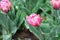 Beautiful Double Ruffled Pink Tulip After the Rain