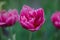 Beautiful double soft pink tulip Drumline