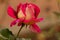 Beautiful double tone tea rose on blurred background.