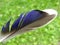 Beautiful dove birds feather, Lithuania
