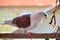 Beautiful dove with brown wings standing in shadow on balcony