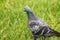 A beautiful dove looks at his girlfriend, who walks in the grass