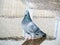 Beautiful dove playing in a puddle of rainwater during Autumn in Spain