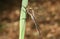 A beautiful Downy Emerald Dragonfly Cordulia aenea perched on a reed.