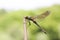 A beautiful Downy Emerald Dragonfly Cordulia aenea perched on a reed.