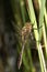 A beautiful Downy Emerald Dragonfly Cordulia aenea perched on a reed.