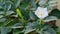 Beautiful downy thorn apple,Datura innoxia with white flower