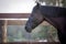 Beautiful draft black mare horse near fence on forest background
