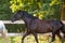 Beautiful draft black mare horse running alongside fence on forest background in evening sunlight in summer