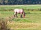A beautiful A draft horse eating grass on a field in Belgium