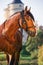 Beautiful draft horse posing against at castle tower background