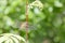 Beautiful dragonfly against green foliage