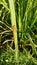 Beautiful dragonfly alight in the paddy leaves