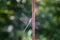 Beautiful dragonfly on the balcony railing. Close-up of a large dragonfly