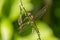 Beautiful Dragonfly in Garden on leaf Stem