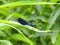 Beautiful dragonfly on green grass , Lithuania