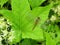 Beautiful dragonfly on green leaf, Lithuania