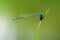 Beautiful dragonfly Ischnura elegans. Blue tailed Damselfly