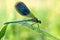 Beautiful dragonfly on a meadow closeup