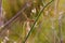 Beautiful dragonfly perched atop a lush green stem