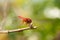 Beautiful dragonfly resting on a branch