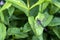 Beautiful dragonfly sitting on a green leaf on a plant