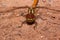 Beautiful dragonfly with transparent wings is sitting on a sand. Animals in wildlife.