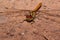 Beautiful dragonfly with transparent wings is sitting on a sand. Animals in wildlife.