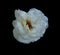 Beautiful dramatic white rose isolated