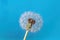 A beautiful dreamlike dandelion on a clean blue background