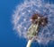A beautiful dreamlike dandelion on a clean blue background